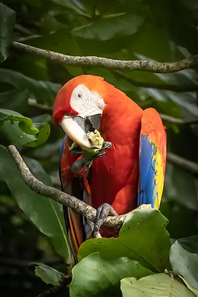 Scarlett Macaw Eating by VickiStephens
