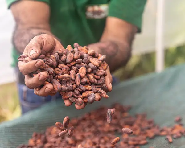 Cocoa Beans by VickiStephens