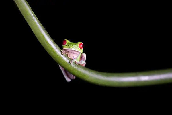 Red-eyed Tree Frog by VickiStephens