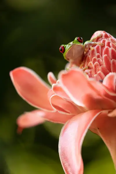 Red-eyed Tree Frog on Torch Ginger by VickiStephens