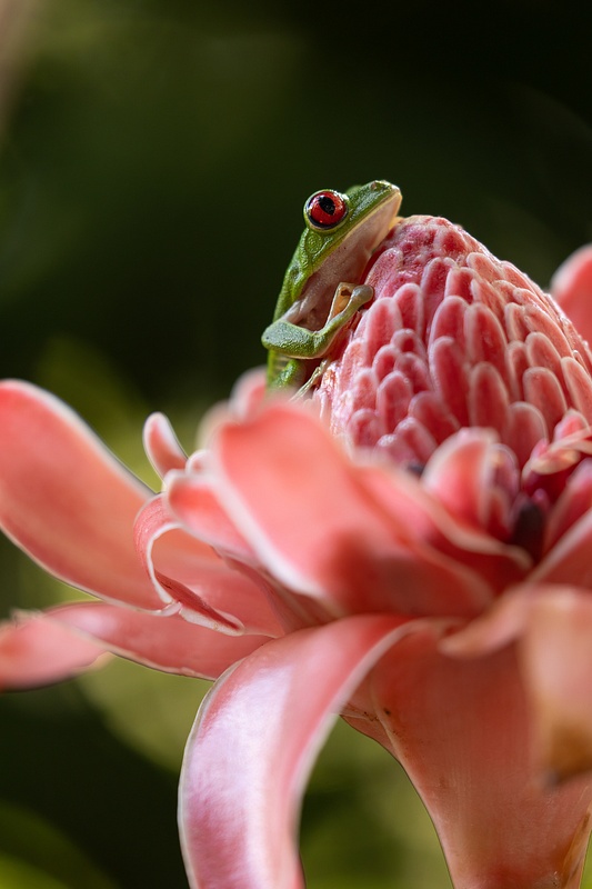 Red-eyed Tree Frog on Torch Ginger