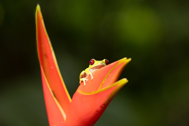 Red-eyed Tree Frog on Heliconia