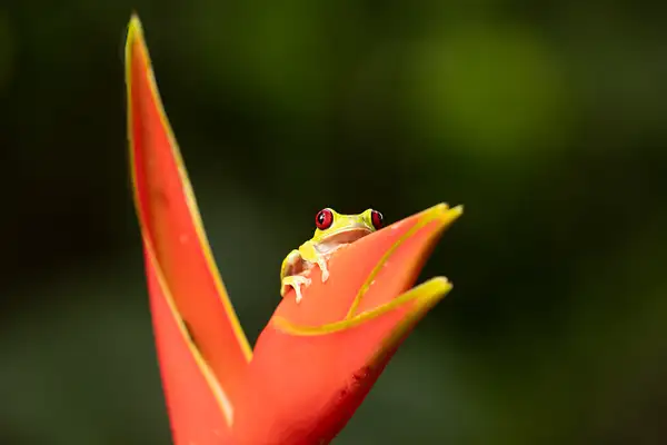 Red-eyed Tree Frog on Heliconia by VickiStephens