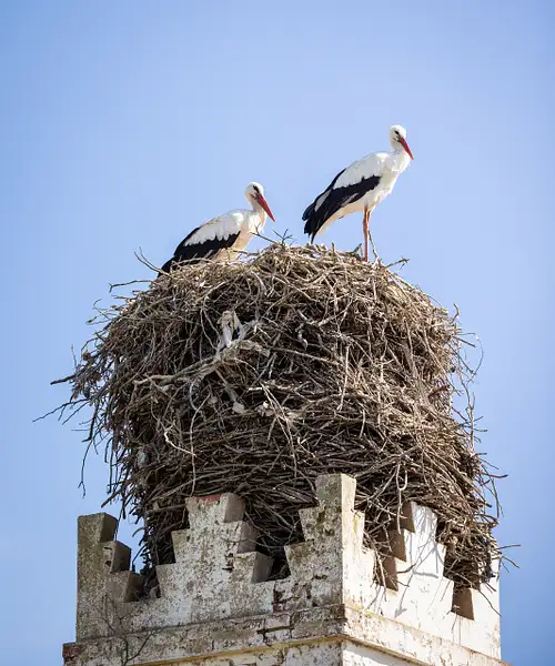 Stork Nest by VickiStephens