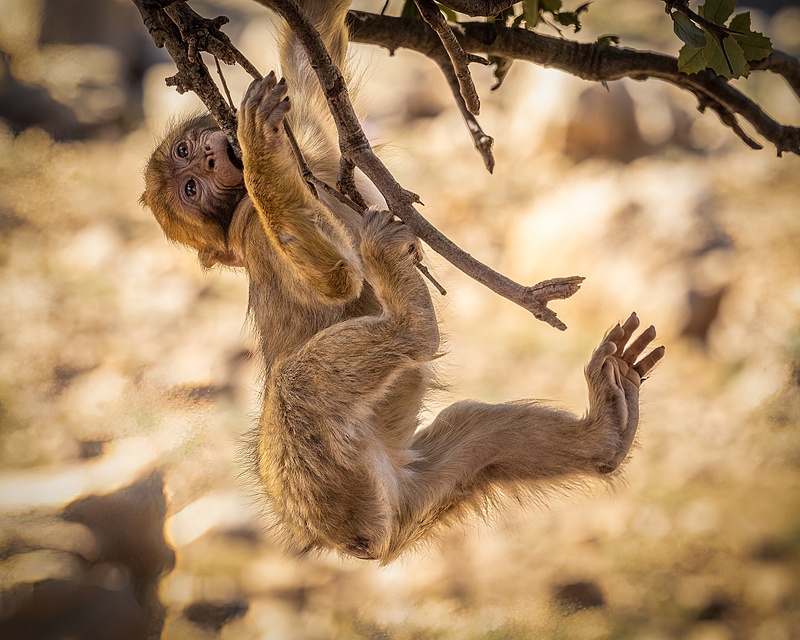 Baby Barbary Macaque