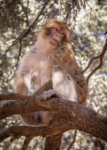 Barbary Macaque Morocco 2 by VickiStephens