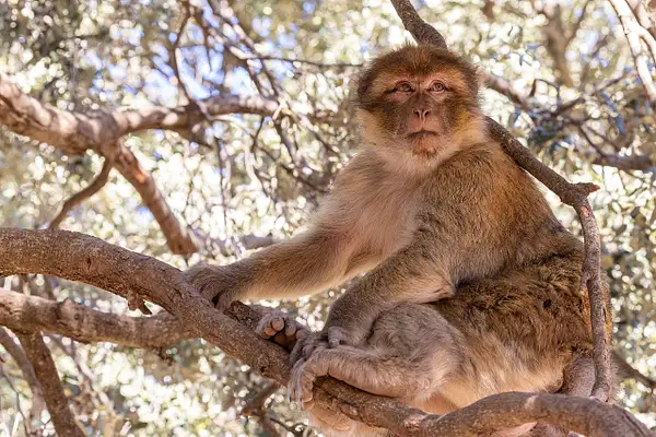 Barbary Macaque Morocco 1 by VickiStephens