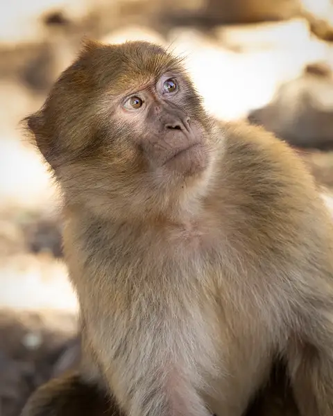 Barbary Macaque 3 by VickiStephens
