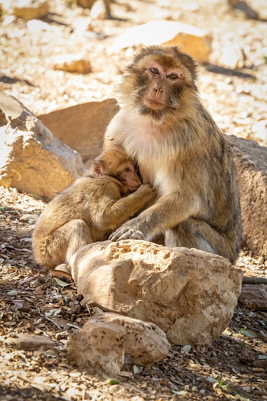 Baby Macaque Nursing 2