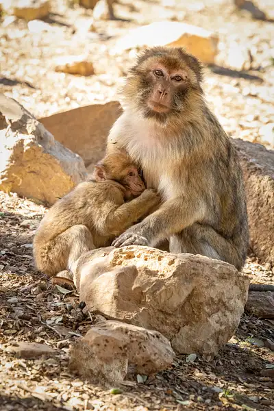 Baby Macaque Nursing 2 by VickiStephens
