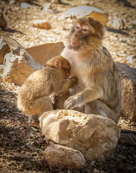 Baby Macaque Nursing 1 by VickiStephens