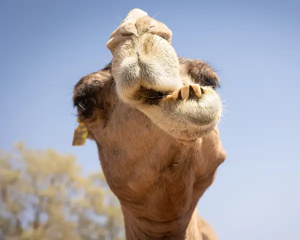 Camel Face by VickiStephens