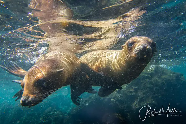 201402_Galapagos_7695-Bearbeitet by RM-Photography