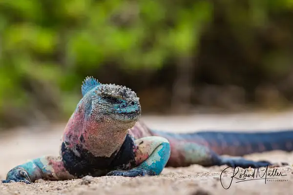 201402_Galapagos_750025 by RM-Photography