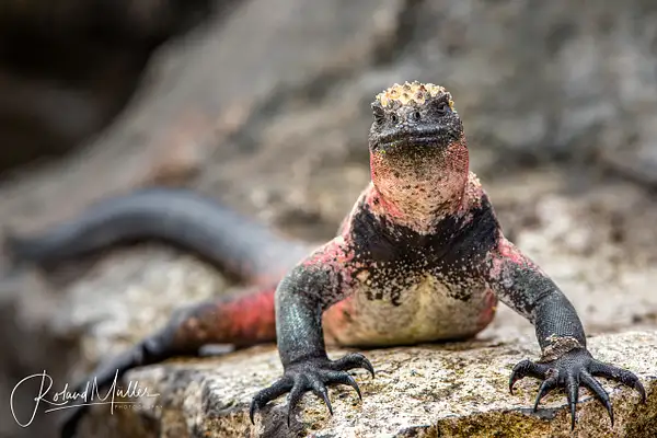201402_Galapagos_750016-bearbeitet by RM-Photography
