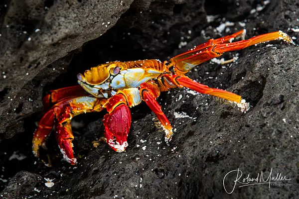 201402_Galapagos_750223-Bearbeitet by RM-Photography