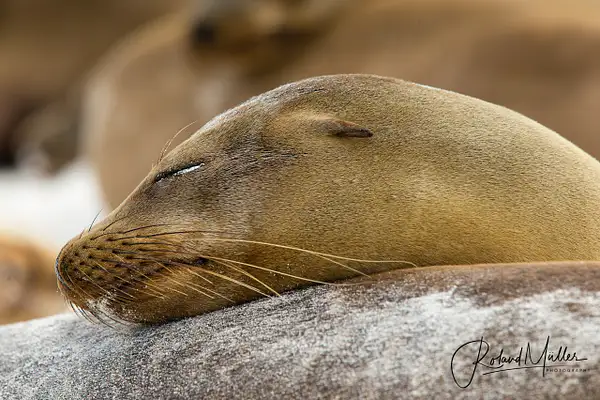 201402_Galapagos_750303 by RM-Photography