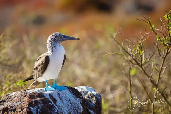 201402_Galapagos_758456 by RM-Photography