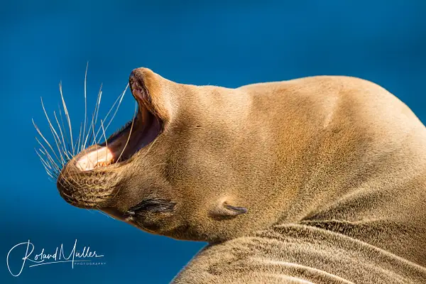 201402_Galapagos_758555 by RM-Photography