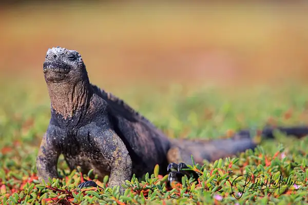 201402_Galapagos_758994-Bearbeitet by RM-Photography