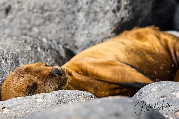 201402_Galapagos_759517 by RM-Photography