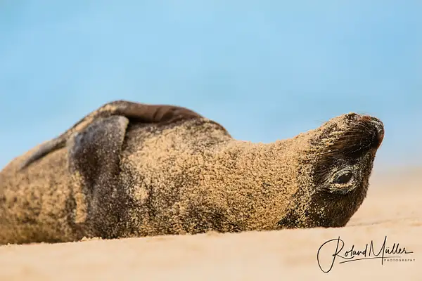 201402_Galapagos_759389 by RM-Photography