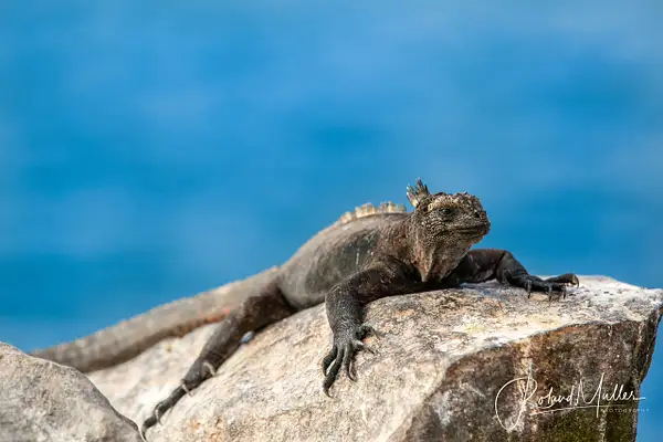 201402_Galapagos_759198 by RM-Photography