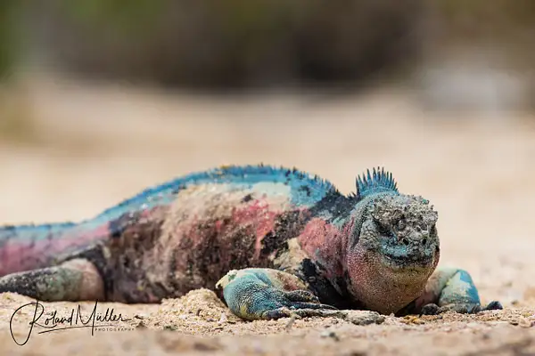 201402_Galapagos_759978 by RM-Photography