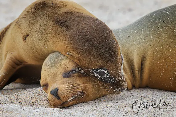 201402_Galapagos_759967-Bearbeitet by RM-Photography