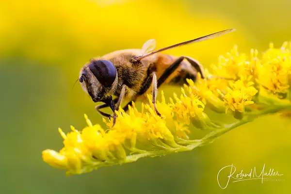 201408_Bienen_0011-Bearbeitet by RM-Photography