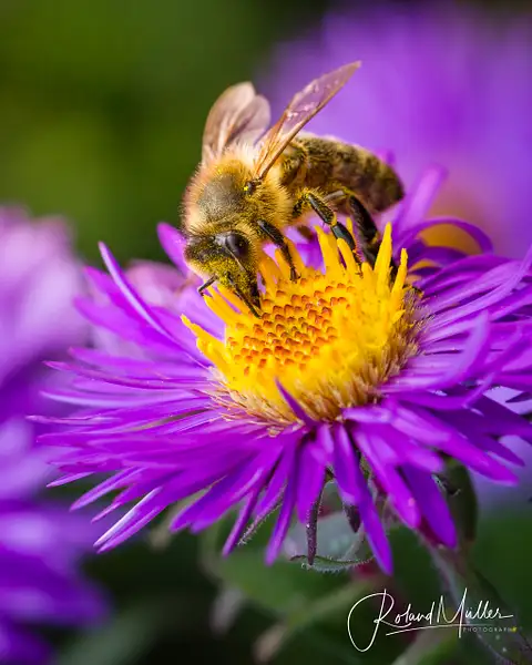 201410_Bienen_1067-Bearbeitet by RM-Photography