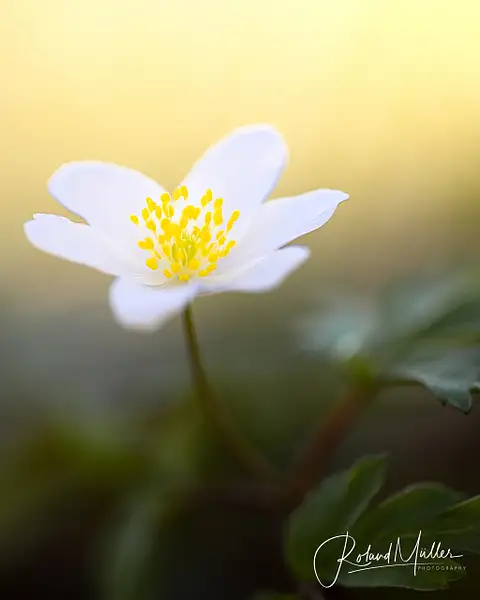 Blumen und Pflanzen by RM-Photography