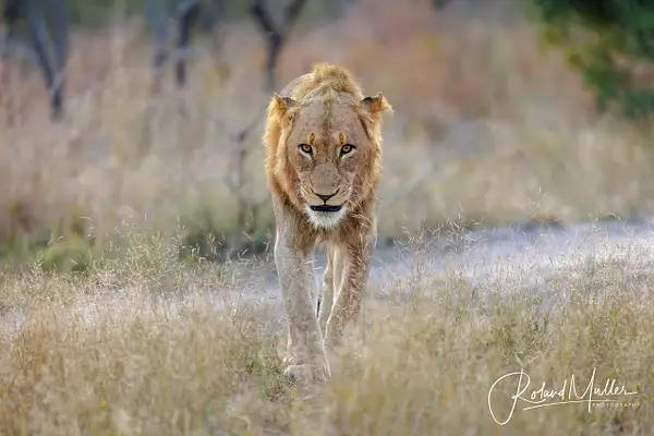 Lion_20220807_MR54831 by RM-Photography