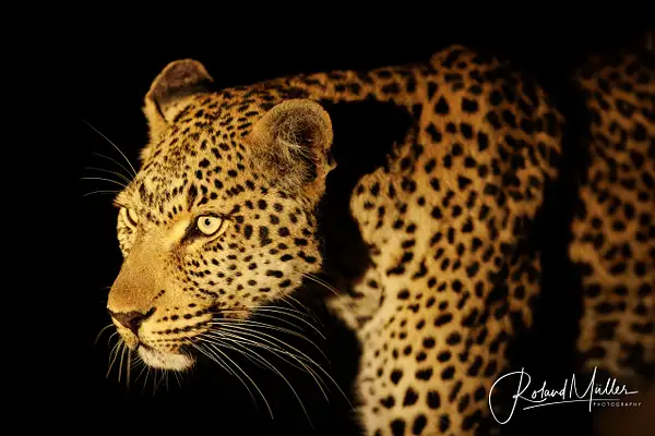 Leopard_20220809_MR56975 by RM-Photography