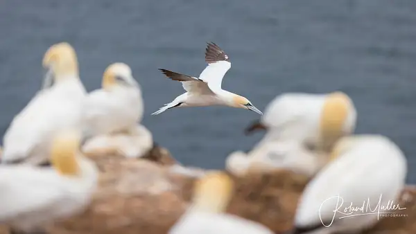 20230629_Helgoland_MR52858 by RM-Photography