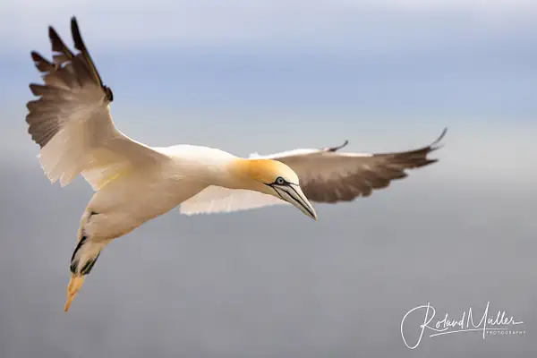 20230629_Helgoland_MR53201-Bearbeitet by RM-Photography