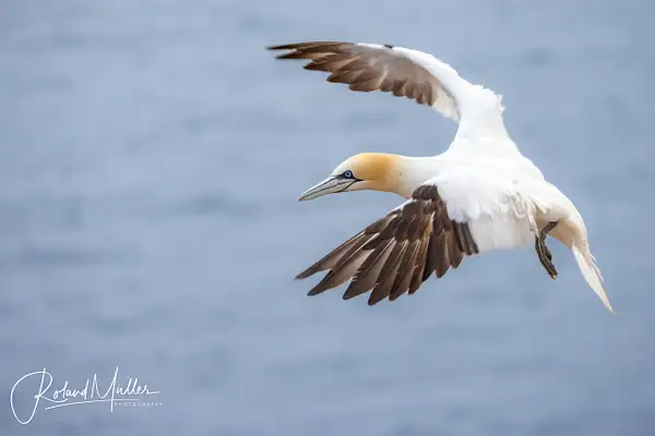 20230630_Helgoland_5RM2061 by RM-Photography