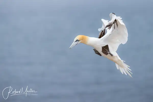 20230630_Helgoland_5RM2293-Bearbeitet by RM-Photography