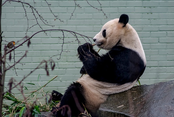 Panda And Robin - ArtPhotoMe