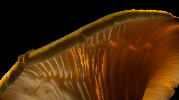 Illuminated Mushroom Macro -   