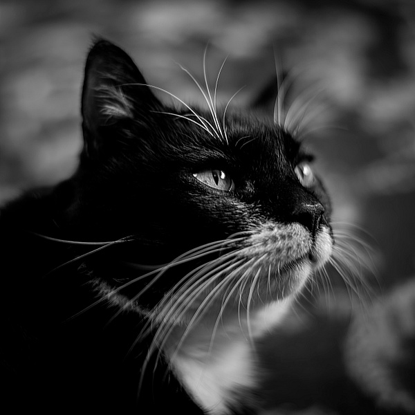 Monochrome Tomcat - Fine Art Photography Gallery Of Monochrome / Black and White Subjects 
