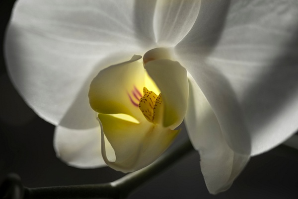White Orchid - Portfolio of miscellaneous fine art photography images of Northeast UK 