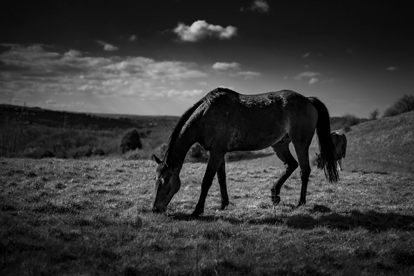 Grazing Horse - Fine Art Photography Gallery Of Monochrome / Black and White Subjects 