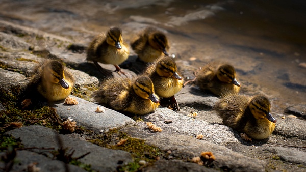 Mallard Ducklings - ArtPhotoMe