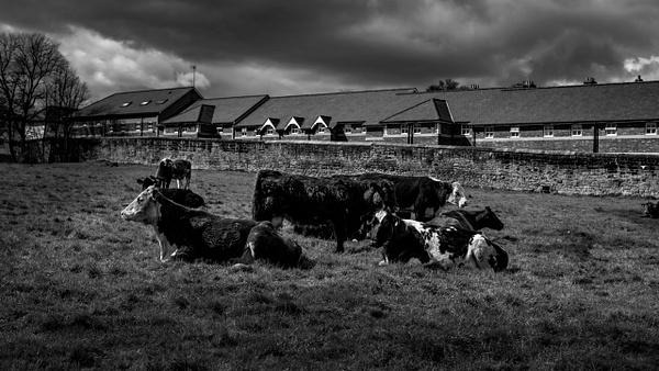 Urban Herd - Fine Art Photography Gallery Of Monochrome / Black and White Subjects 
