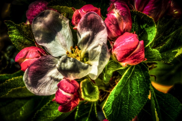 Apple Blossom - Portfolio of miscellaneous fine art photography images of Northeast UK 