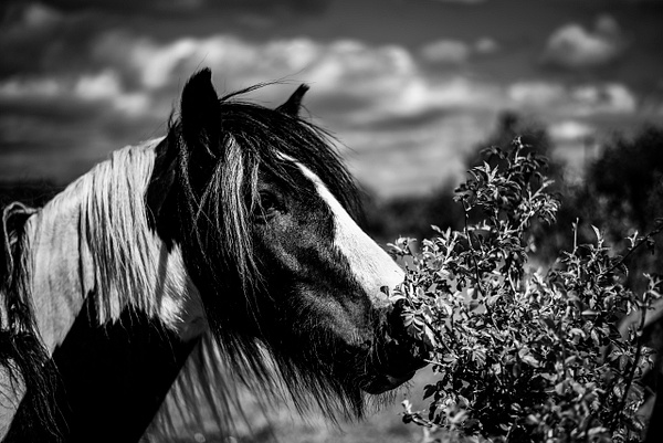 Black And White Horse -  