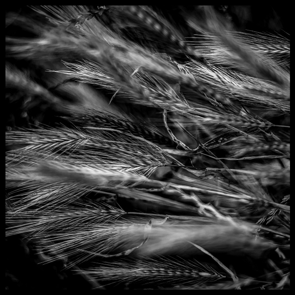 Scrubland Grass Abstract - Fine Art Photography Gallery Of Monochrome / Black and White Subjects