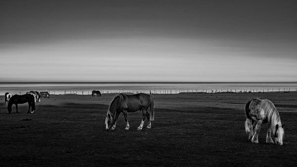 Whitburn Horses - Fine Art Photography Gallery Of Monochrome / Black and White Subjects 