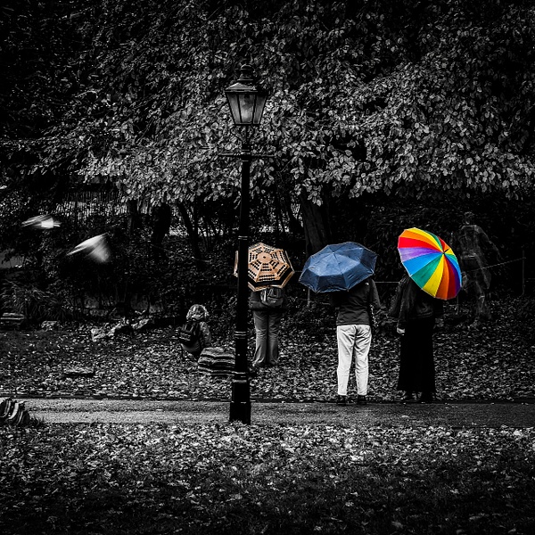 A Trio Of Umbrellas -   